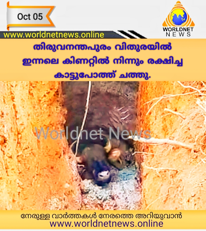 കാട്ടുപോത്ത് ചത്തു