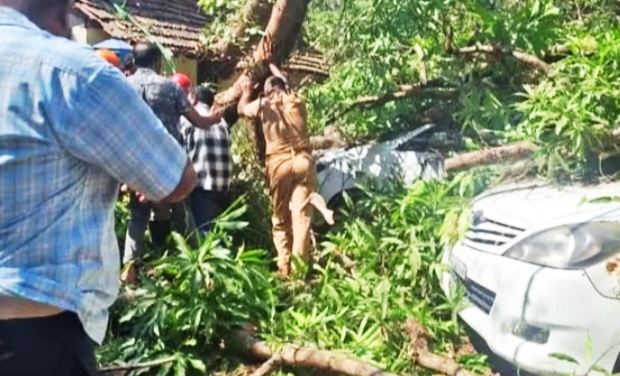 കാസർഗോഡ് പുതിയ കോട്ടയിൽ വൻ ആൽമരം ഒടിഞ്ഞ് വീണ് പാർക്ക് ചെയ്തിരുന്ന രണ്ട് കാറുകൾ തകർന്നു.
